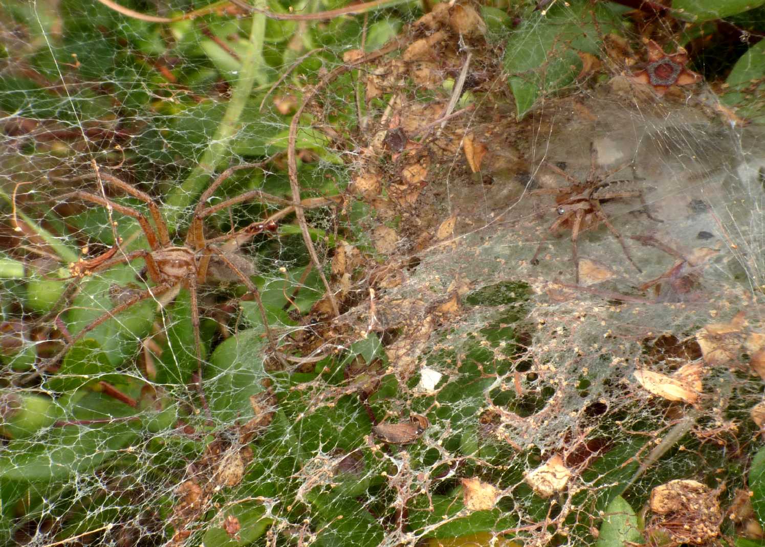 Coppia Agelena labyrinthica + Argyrodes - S. Teresa G. (OT)